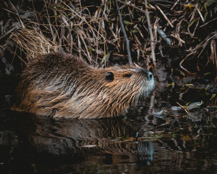 Beaver swimming away from river bank Unsplash, Niklas Hamann